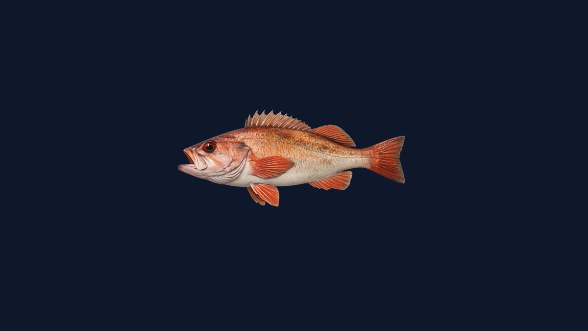 Bocaccio studio illustration — orange-red Sebastes with large mouth and spiny dorsal fin against a black background.