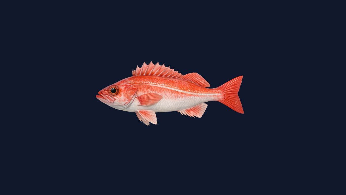 Chilipepper rockfish studio illustration — slender red-orange Sebastes with a distinctive lateral pink stripe against a black background.