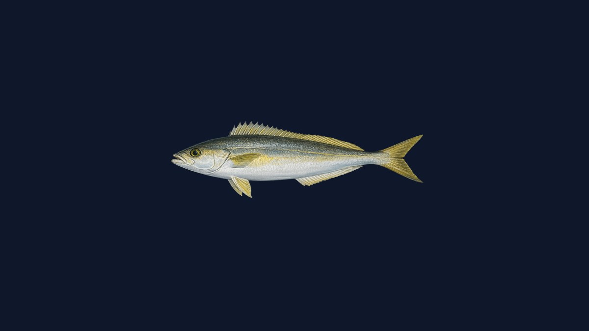 Ocean whitefish studio illustration — elongated tilefish-family fish with a blunt snout and yellowish fins against a light background.