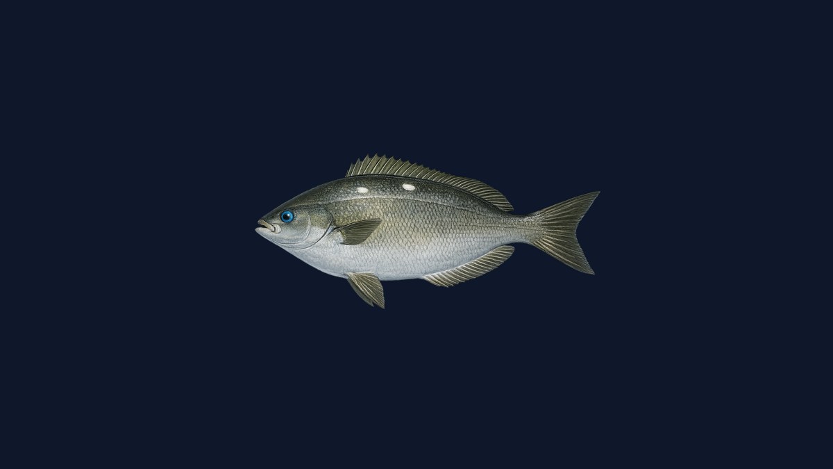 Opaleye studio illustration — olive-green to blue-green reef fish with unmistakably blue iridescent eyes against a light background.