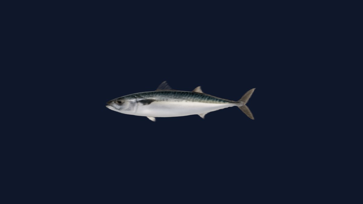 Pacific halibut studio illustration — massive right-eyed flatfish with uniform brown coloring against a black background.