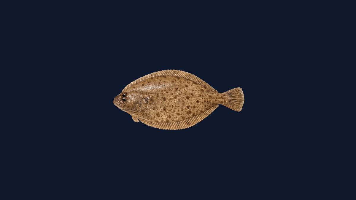 Petrale sole studio illustration — oval right-eyed flatfish with uniform light-brown coloring and smooth profile against a black background.