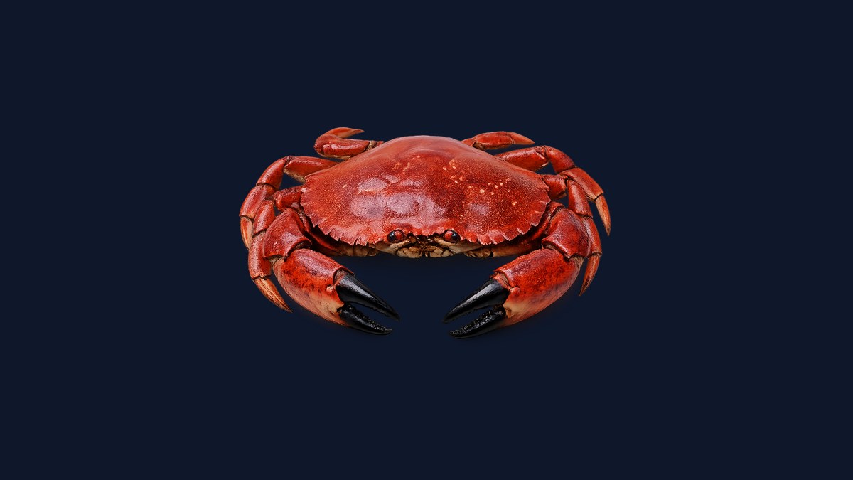 Red rock crab studio illustration — brick-red carapace with black-tipped pincers against a dark rocky background.
