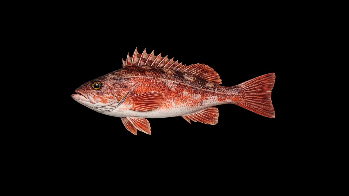 Rockfish studio illustration — red-orange body with mottled spines and distinctive rockfish profile — against a black background.