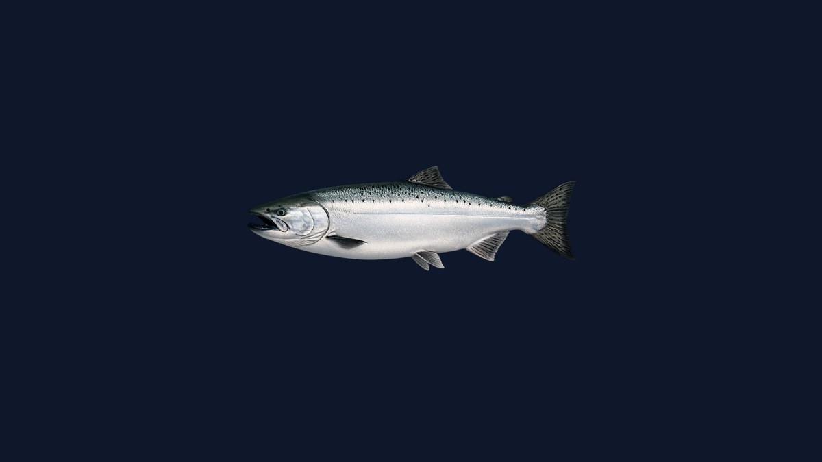 Chinook king salmon studio illustration — silver-blue back, white belly, black spots on the back and both tail lobes — against a black background.