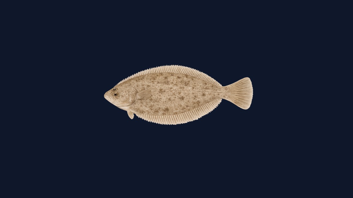 Sand sole studio illustration — right-eyed flatfish with speckled brown-and-white pattern on a black background.