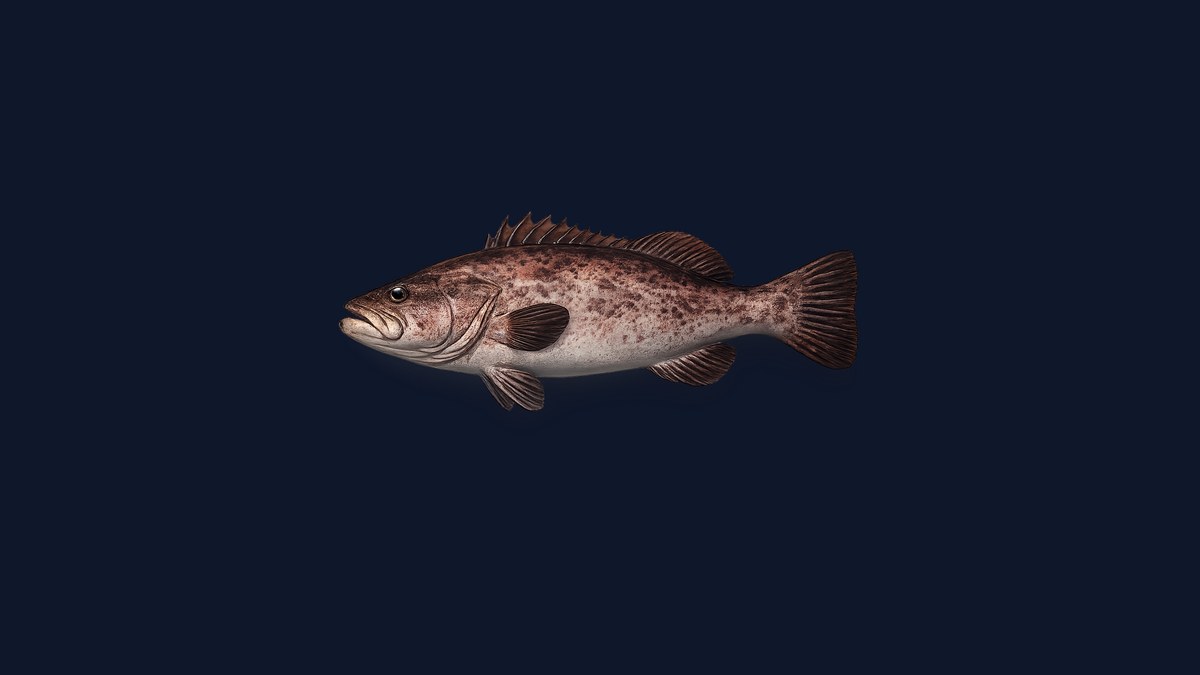 Sargo studio illustration — silver-bodied grunt with a distinctive single dark vertical bar across the body against a light background.