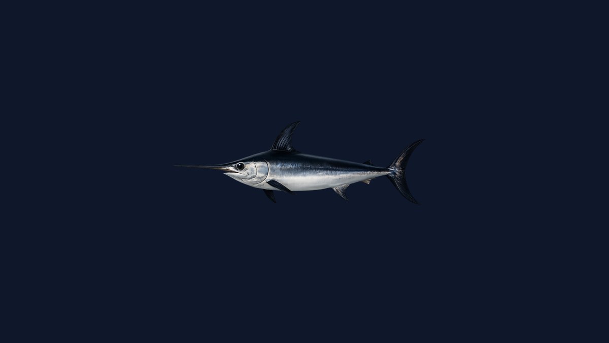 Broadbill swordfish studio illustration — dark purple-brown back, silver flanks, distinctive long flat bill — against a black background.