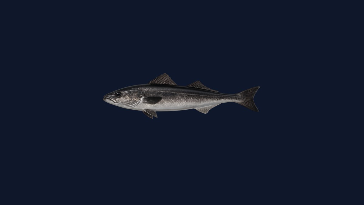 Pacific tomcod studio illustration — small cod-family fish with three dorsal fins and a distinctive chin barbel against a sandy background.