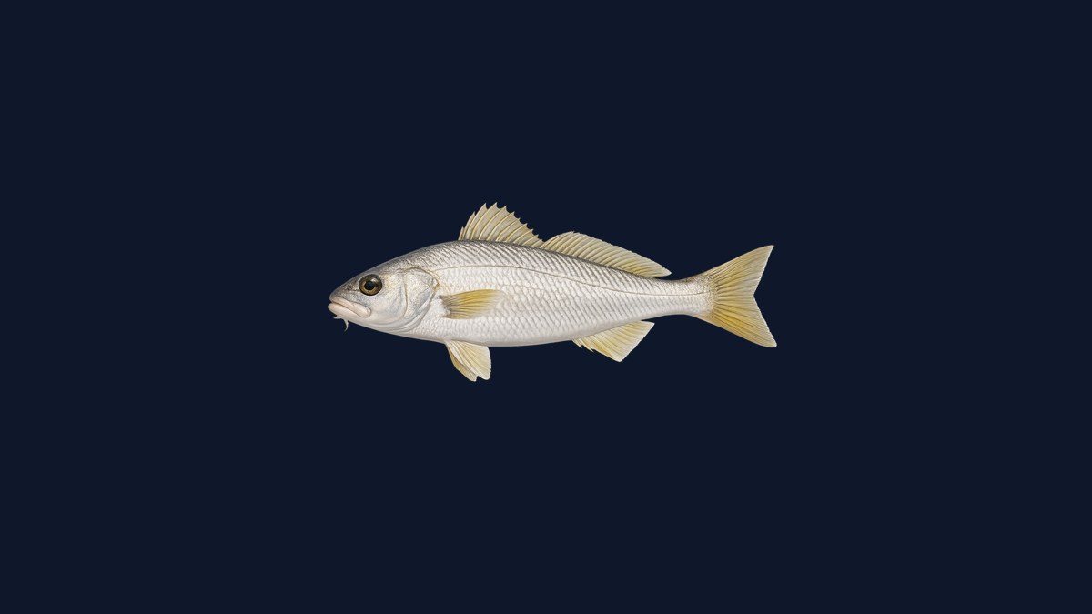 White croaker studio illustration — silvery-white croaker with faint diagonal lines along the flanks against a light background.