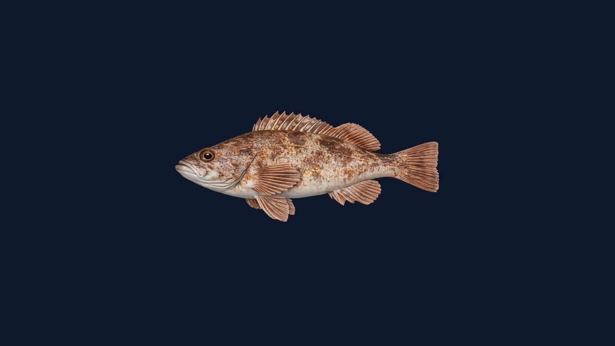 Yellowtail rockfish studio illustration — olive-brown body with a distinctive yellow tail fin and mid-water rockfish profile against a black background.